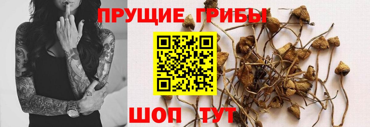 Псилоцибиновые грибы GOLDEN TEACHER Тайшет